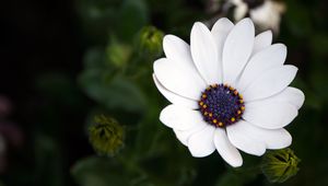 Preview wallpaper flower, white, macro, flowering, plant