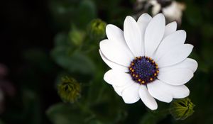 Preview wallpaper flower, white, macro, flowering, plant