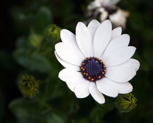 Preview wallpaper flower, white, macro, flowering, plant