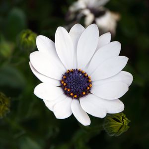 Preview wallpaper flower, white, macro, flowering, plant