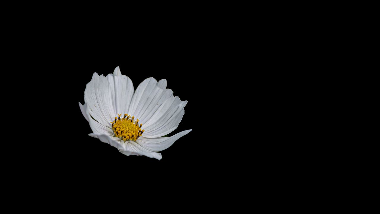 Wallpaper flower, white, minimalism, black background