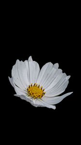 Preview wallpaper flower, white, minimalism, black background