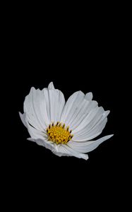 Preview wallpaper flower, white, minimalism, black background
