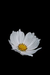 Preview wallpaper flower, white, minimalism, black background