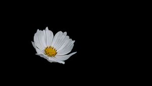 Preview wallpaper flower, white, minimalism, black background