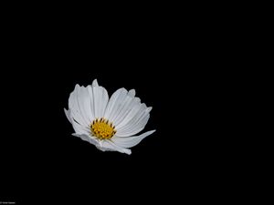 Preview wallpaper flower, white, minimalism, black background