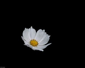 Preview wallpaper flower, white, minimalism, black background