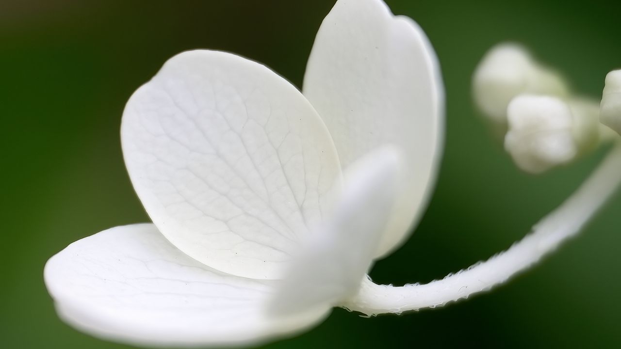 Wallpaper flower, white, petals, macro