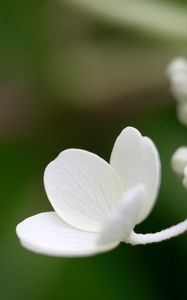 Preview wallpaper flower, white, petals, macro