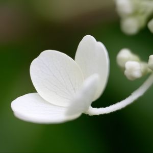 Preview wallpaper flower, white, petals, macro