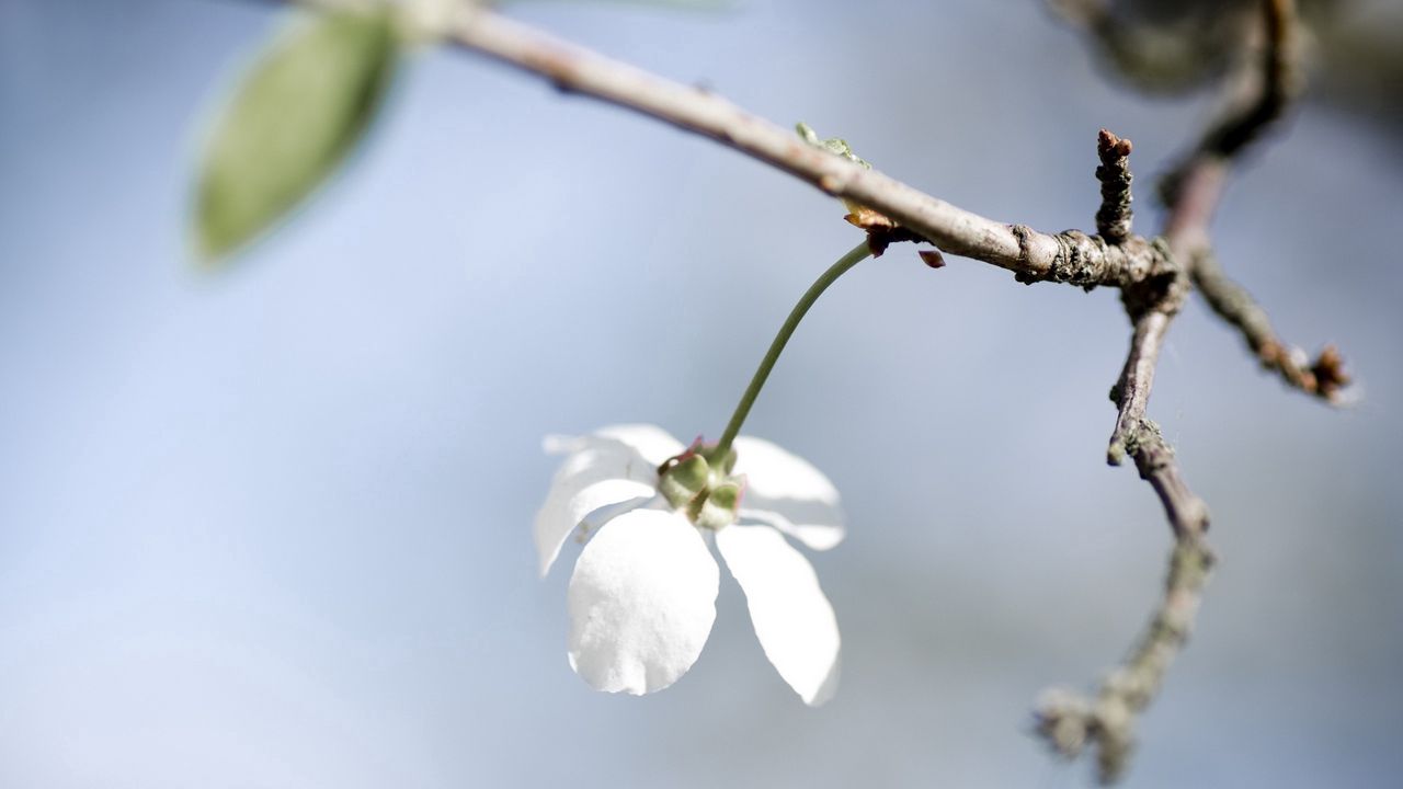 Wallpaper flower, white, petals