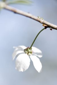 Preview wallpaper flower, white, petals
