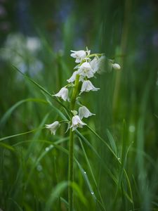 Preview wallpaper flower, white, plant, grasses