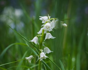 Preview wallpaper flower, white, plant, grasses