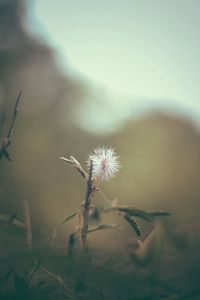 Preview wallpaper flower, white, prickly, plant, macro