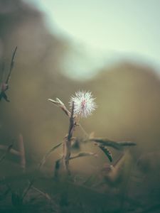 Preview wallpaper flower, white, prickly, plant, macro