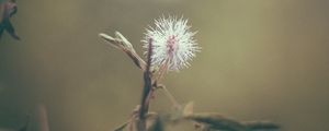 Preview wallpaper flower, white, prickly, plant, macro