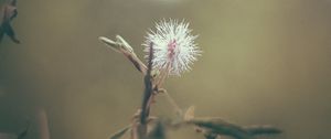 Preview wallpaper flower, white, prickly, plant, macro