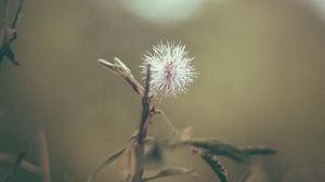 Preview wallpaper flower, white, prickly, plant, macro