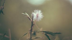 Preview wallpaper flower, white, prickly, plant, macro