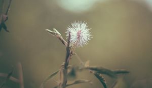 Preview wallpaper flower, white, prickly, plant, macro