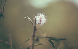 Preview wallpaper flower, white, prickly, plant, macro