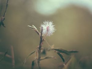 Preview wallpaper flower, white, prickly, plant, macro