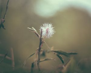 Preview wallpaper flower, white, prickly, plant, macro