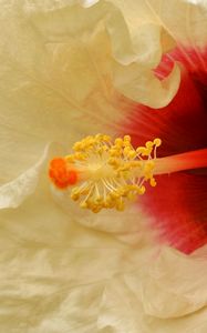 Preview wallpaper flower, white, stamens