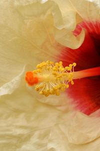 Preview wallpaper flower, white, stamens