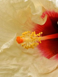 Preview wallpaper flower, white, stamens