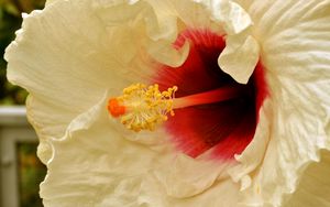 Preview wallpaper flower, white, stamens