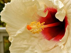 Preview wallpaper flower, white, stamens