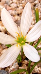 Preview wallpaper flower, white, stone, green