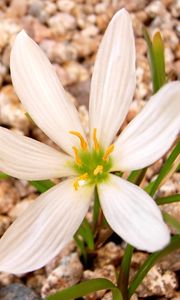 Preview wallpaper flower, white, stone, green