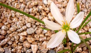 Preview wallpaper flower, white, stone, green