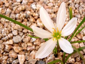 Preview wallpaper flower, white, stone, green