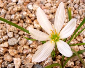 Preview wallpaper flower, white, stone, green