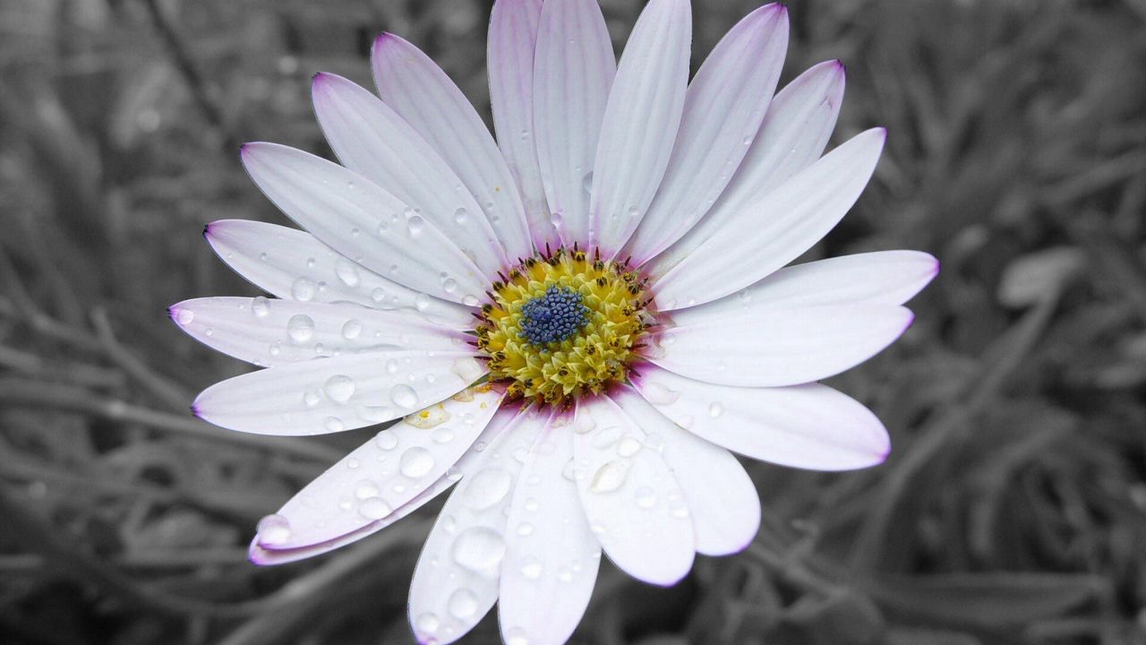 Wallpaper flower, white, striped, petals, beautiful