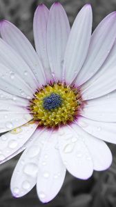 Preview wallpaper flower, white, striped, petals, beautiful