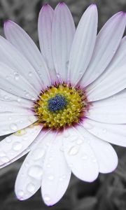 Preview wallpaper flower, white, striped, petals, beautiful