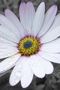 Preview wallpaper flower, white, striped, petals, beautiful