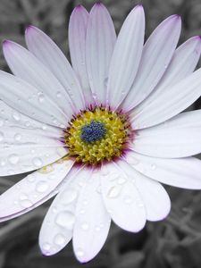 Preview wallpaper flower, white, striped, petals, beautiful