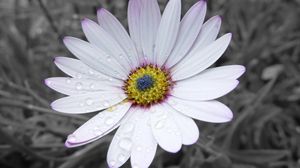 Preview wallpaper flower, white, striped, petals, beautiful