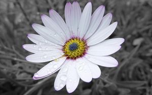 Preview wallpaper flower, white, striped, petals, beautiful