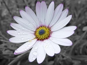 Preview wallpaper flower, white, striped, petals, beautiful