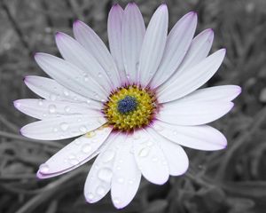 Preview wallpaper flower, white, striped, petals, beautiful