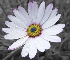Preview wallpaper flower, white, striped, petals, beautiful