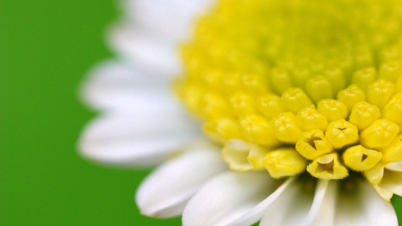 Wallpaper flower, white, yellow, green