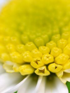 Preview wallpaper flower, white, yellow, green